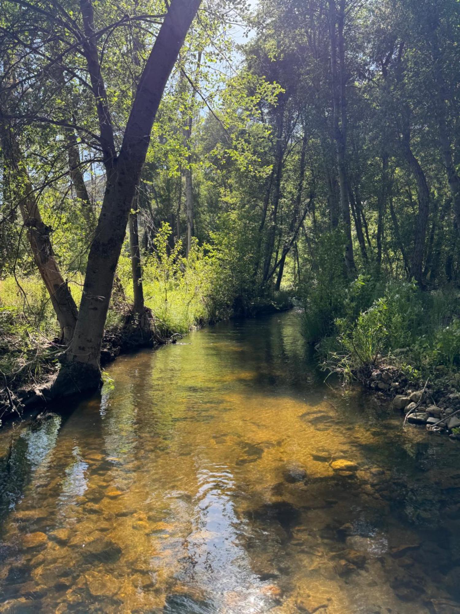 Peppermint Falls Ranch Ponderosa Eksteriør bilde